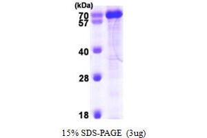 SDS-PAGE (SDS) image for Peptidylprolyl Isomerase (Cyclophilin)-Like 4 (PPIL4) (AA 1-492) protein (His tag) (ABIN667837)