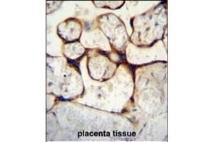 ECE1 Antibody (Center) D immunohistochemistry analysis in formalin fixed and paraffin embedded human placenta tissue followed by peroxidase conjugation of the secondary antibody and DAB staining. (ECE1 antibody  (AA 391-420))