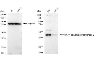 Western blotting analysis using MAPK activated protein kinase 2 antibody (ABIN7799476).