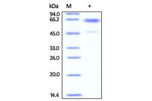 SDS-PAGE (SDS) image for Glycophorin A (GYPA) (AA 1-108) protein (His tag,Fc Tag) (ABIN2444073)