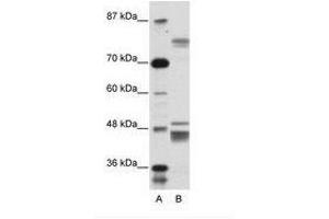 Image no. 1 for anti-Zinc Finger Protein 607 (ZNF607) (AA 312-361) antibody (ABIN6736155)