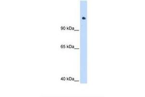 SMARCAL1 antibody  (C-Term)