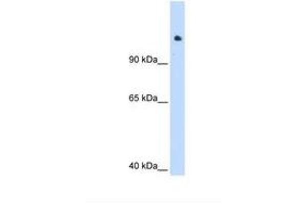 SMARCAL1 antibody  (C-Term)