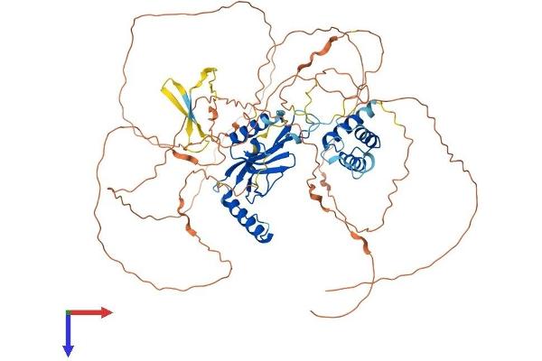CDKN2AIP Protein (AA 1-725) (His tag)