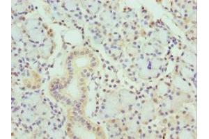 Immunohistochemistry of paraffin-embedded human pancreatic tissue using ABIN7157198 at dilution of 1:100 (Kallikrein 1 antibody  (AA 35-276))