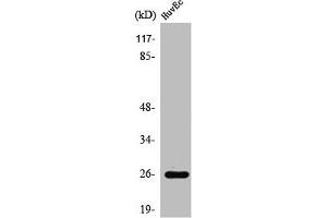 RABL2A antibody  (C-Term)