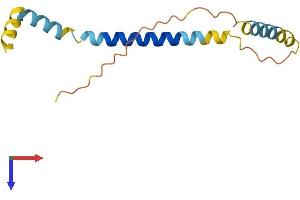 SLC51B Protein (AA 1-128) (His tag)