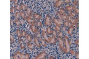 IHC-P analysis of Mouse Tissue, with DAB staining. (Factor VIII antibody  (AA 1854-1989))