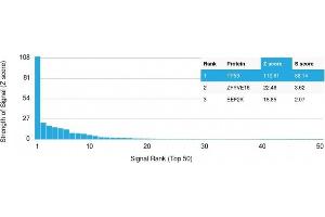 Analysis of Protein Array containing more than 19,000 full-length human proteins using p53 Recombinant Rabbit Monoclonal Antibody (TP53/1799R) Z- and S- Score: The Z-score represents the strength of a signal that a monoclonal antibody (MAb) (in combination with a fluorescently-tagged anti-IgG secondary antibody) produces when binding to a particular protein on the HuProtTM array. (Recombinant p53 antibody)