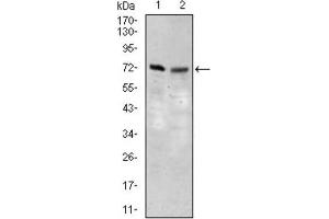 SLC27A5 antibody  (AA 508-570)