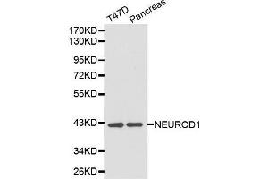 Western Blotting (WB) image for anti-Neuronal Differentiation 1 (NEUROD1) (AA 1-70) antibody (ABIN3021548)
