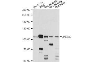 Western blot analysis of extracts of various cell lines, using UNC5C antibody (ABIN6291228) at 1:1000 dilution.