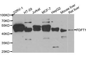 Western blot analysis of extracts of various cell lines, using FDFT1 antibody (ABIN5973667) at 1/1000 dilution. (FDFT1 antibody)