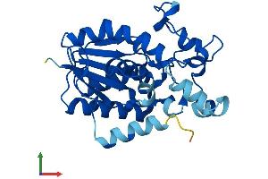 AlphaFold protein structure predicition of Mouse Recombinant Pgam2 Protein, UniprotID O70250
