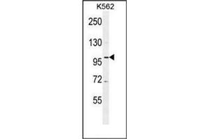 Western blot analysis of DDX27 Antibody (C-term) Cat. (DDX27 antibody  (C-Term))