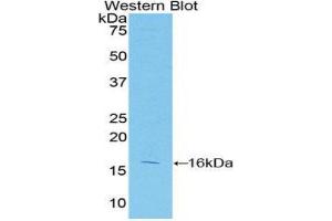 Western Blotting (WB) image for anti-Caspase 2, Apoptosis-Related Cysteine Peptidase (CASP2) (AA 334-452) antibody (ABIN3208973) (Caspase 2 antibody  (AA 334-452))