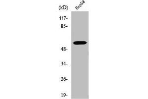 Western Blot analysis of HepG2 cells using V-ATPase B1 Polyclonal Antibody (ATP6V1B1 antibody  (C-Term))