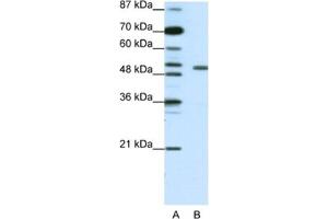 Western Blotting (WB) image for anti-Potassium Voltage-Gated Channel, Shaker-Related Subfamily, beta Member 2 (KCNAB2) antibody (ABIN2461572) (KCNAB2 antibody)