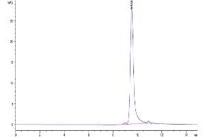 The purity of Biotinylated Human FGF-7/KGF is greater than 95 % as determined by SEC-HPLC. (FGF7 Protein (AA 32-194) (His tag,Biotin))