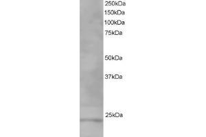 ABIN185184 staining (1µg/ml) of Human Testis lysate (RIPA buffer, 35µg total protein per lane). (VPS28 antibody  (C-Term))