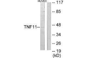 Western blot analysis of extracts from HuvEc cells, using TNF11 antibody. (RANKL antibody  (Internal Region))