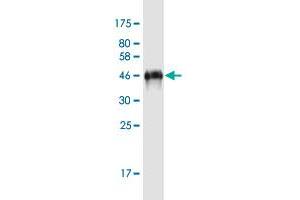 Western Blot detection against Immunogen (51. (Growth Hormone 1 antibody  (AA 1-217))