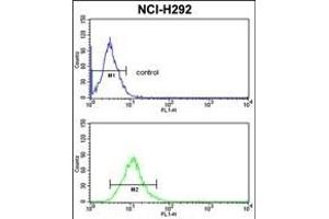 C Antibody (N-term) (ABIN389410 and ABIN2839497) flow cytometric analysis of NCI- cells (bottom histogram) compared to a negative control cell (top histogram). (CD166 antibody  (N-Term))