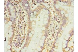Immunohistochemistry of paraffin-embedded human small intestine tissue using ABIN7165992 at dilution of 1:100 (PRRC1 antibody  (AA 200-445))
