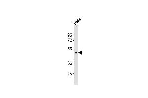 CHST4 antibody  (C-Term)