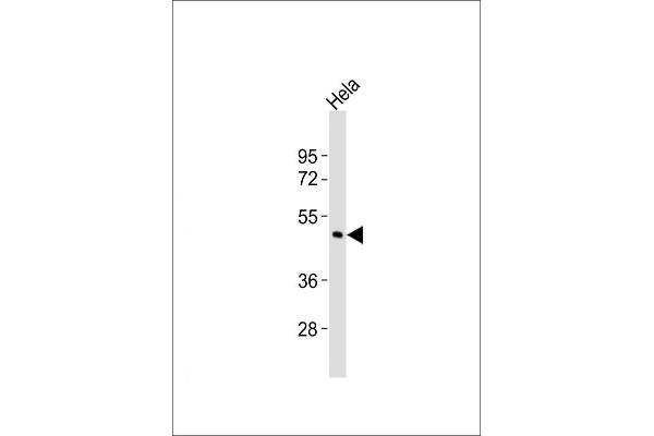 CHST4 antibody  (C-Term)