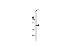 Anti-CHST4 Antibody (C-term)at 1:2000 dilution + Hela whole cell lysates Lysates/proteins at 20 μg per lane. (CHST4 antibody  (C-Term))
