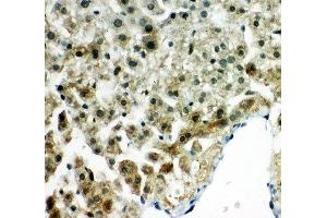IHC-P: Peroxiredoxin 5 antibody testing of rat liver tissue