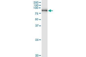 Immunoprecipitation of PNPT1 transfected lysate using anti-PNPT1 MaxPab rabbit polyclonal antibody and Protein A Magnetic Bead , and immunoblotted with PNPT1 purified MaxPab mouse polyclonal antibody (B01P) . (PNPT1 antibody  (AA 1-783))