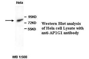 Image no. 1 for anti-Adaptor-Related Protein Complex 1, gamma 1 Subunit (AP1G1) antibody (ABIN791086) (gamma 1 Adaptin antibody)