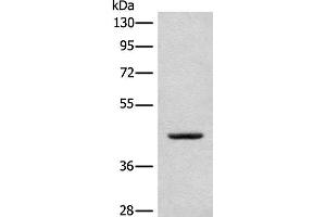 Western blot analysis of A375 cell lysate using CANT1 Polyclonal Antibody at dilution of 1:500 (CANT1 antibody)