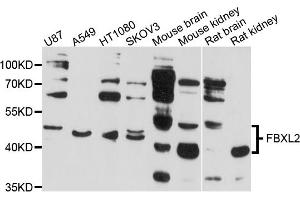 Western blot analysis of extracts of various cell lines, using FBXL2 antibody (ABIN4903642) at 1:1000 dilution. (FBXL2 antibody)
