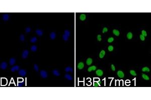 Immunofluorescence analysis of 293T cells using MonoMethyl-Histone H3-R17 antibody. (Histone 3 antibody  (H3R17me))