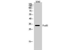 Western Blotting (WB) image for anti-Forkhead Box E3 (FOXE3) (Internal Region) antibody (ABIN3184657) (FOXE3 antibody  (Internal Region))