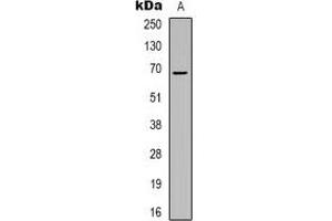 Western blot analysis of ZNF668 expression in HepG2 (A) whole cell lysates. (ZNF668 antibody)