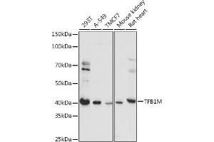 Western blot analysis of extracts of various cell lines, using TFB1M antibody (ABIN7270889) at 1:1000 dilution. (TFB1M antibody  (AA 28-346))