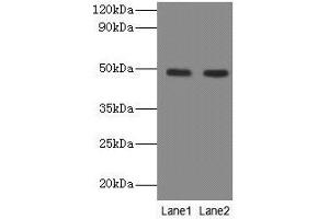 Western blot All lanes: NEU3 antibody at 2 μg/mL Lane 1: A549 whole cell lysate Lane 2: U251 whole cell lysate Secondary Goat polyclonal to rabbit IgG at 1/10000 dilution Predicted band size: 49, 52 kDa Observed band size: 49 kDa (Neu3 antibody  (AA 2-428))