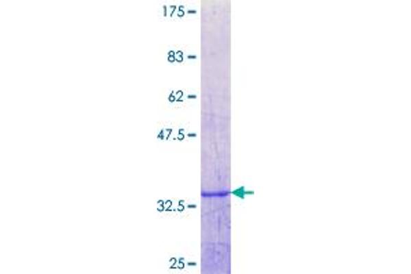 PHLDA3 Protein (AA 31-127) (GST tag)