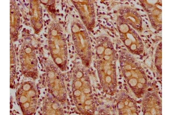 CNNM4 antibody  (AA 589-691)