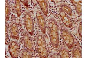 IHC image of ABIN7159461 diluted at 1:300 and staining in paraffin-embedded human small intestine tissue performed on a Leica BondTM system. (CNNM4 antibody  (AA 589-691))