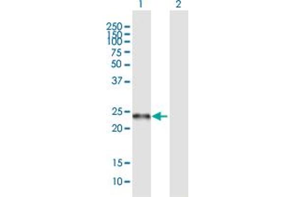 C19orf50 antibody  (AA 1-176)