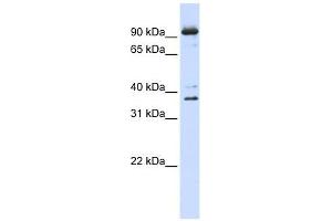 NCBP1 antibody used at 1 ug/ml to detect target protein. (NCBP1 antibody  (N-Term))