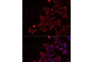 Immunofluorescence analysis of MCF7 cells using MSRA Polyclonal Antibody (MSRA antibody)