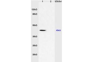 L1 mouse brain lysates L2 human colon carcinoma lysates probed with Anti CD46/MCP Polyclonal Antibody, Unconjugated (ABIN687832) at 1:200 in 4 °C. (CD46 antibody  (AA 251-355))