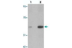 Western blot analysis of ANGPT2 in human liver tissue with ANGPT2 polyclonal antibody  at (lane 1) 1 and (lane 2) 2 ug/mL.