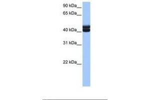 Image no. 1 for anti-Germ Cell Associated 1 (GSG1) (AA 237-286) antibody (ABIN6738916) (GSG1 antibody  (AA 237-286))